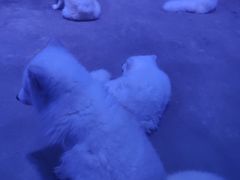 -芜湖新华联大白鲸海洋公园