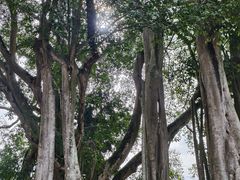 -瑞丽独树成林风景区