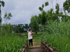 -洪湖生态旅游区