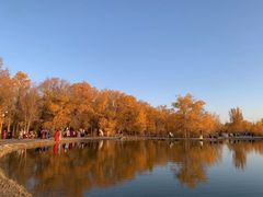 -金塔沙漠胡杨林景区
