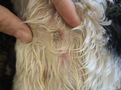 -小伙伴宠物医院•急重症转诊中心·老年专科·犬猫全科(北大街总院)