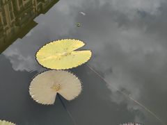 -陈家山荷花公园