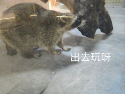 -神奇动物撸宠馆·羊驼·小浣熊·异宠(豫园店)