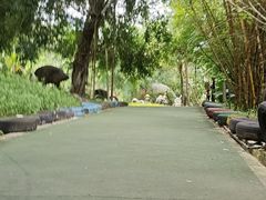 -海南槟榔谷黎苗文化旅游区