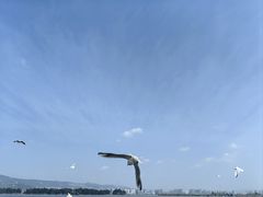 -海埂大坝