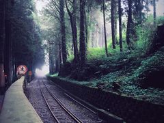 -阿里山神木遗迹
