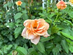 -人民公园(罗湖区)