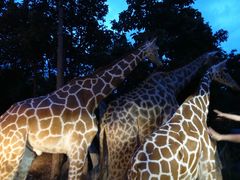 -清迈夜间动物园