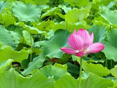 android_upload_pic-横山寺