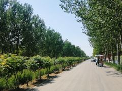 -西青郊野公园