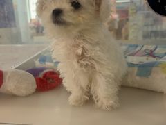 -翊宠yipet猫狗购宠庄园犬舍•猫舍