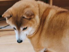 -是阿柴呀！柴犬咖啡·爱喵喵猫咖