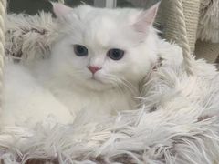 -爱洗澡的猫(天河路店)