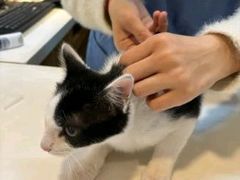 -御宝贝·A梦猫科宠物医院(国际猫友好医院)