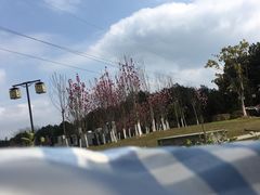 -铁山坪森林公园