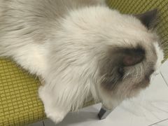 -艾吉宠物医院·疑难杂症转诊中心·猫友好(碧江路院)