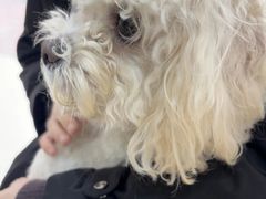 -瑞康宠物医院·犬猫牙科·异宠专科·转诊诊疗中心(劳卫路店)