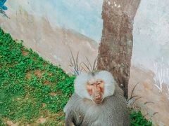 -西霞口神雕山野生动物世界