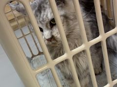 -瑞派宠物医院·24h·骨外科·皮肤科·全科宠物医疗转诊中心(沈阳浑南院)