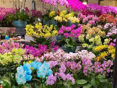 -朝来春花卉市场