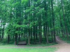 -上海共青森林公园