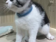 -屋虎猫馆(宝安大仟里店)