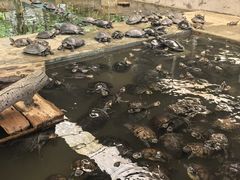 -广州长隆飞鸟乐园