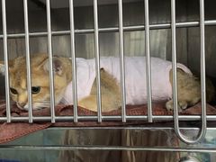 -宠颐生猫科·内科皮肤科(西平世纪城店)