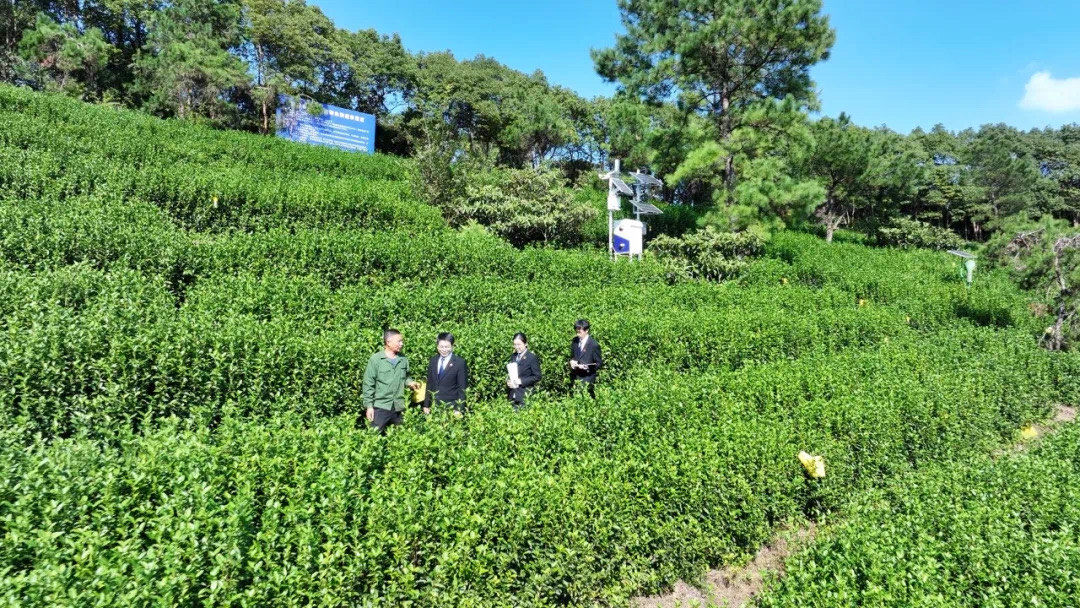 东山茶厂种植基地