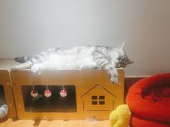 -有猫主题·治愈系猫咖(曾厝垵店)