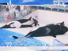-上海海昌海洋公园
