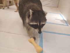 -浣熊柯尔鸭土拨鼠·电玩咖