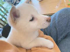 -柴犬小屋·柴餐厅·狗咖食堂(金鼎广场店)