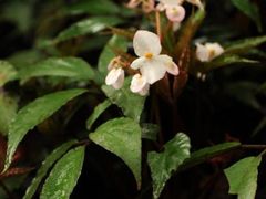 -广西壮族自治区药用植物园