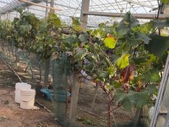 -马陆小张葡萄园农家乐