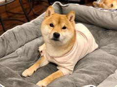 -豆柴町-柴犬主题狗咖(红鼎国际C座店)