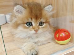 -猫十亿·布偶金渐层·曼基康矮脚猫舍(青年路店)