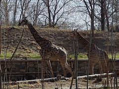-北京野生动物园