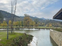 -千年银杏谷文化旅游区