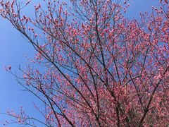 -新建村梅花