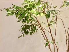 -喜茶(广州石牌桥店)
