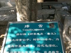 -青岛崂山太清宫
