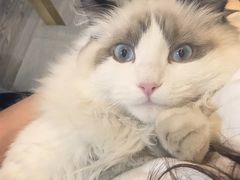-猫十亿·布偶金渐层·曼基康矮脚猫舍(青年路店)
