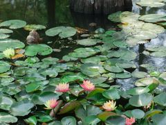 -池杉湖湿地公园