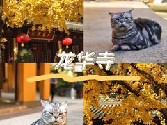 -龙华寺