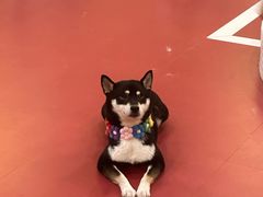 -和它·交个朋友·狗咖猫咖(爱琴海店)