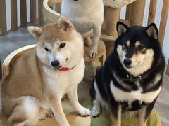 -柴迷FANS CLUB·柴犬狗咖·猫咖