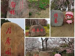 -顾村公园