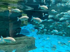 -辛玛王国游乐园