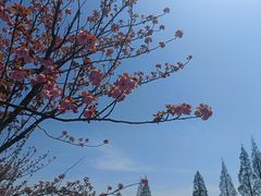 -高东镇樱花园